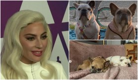 Bărbatul care a furat câinii lui Lady Gaga și-a aflat sentința. A primit ani grei de pușcărie